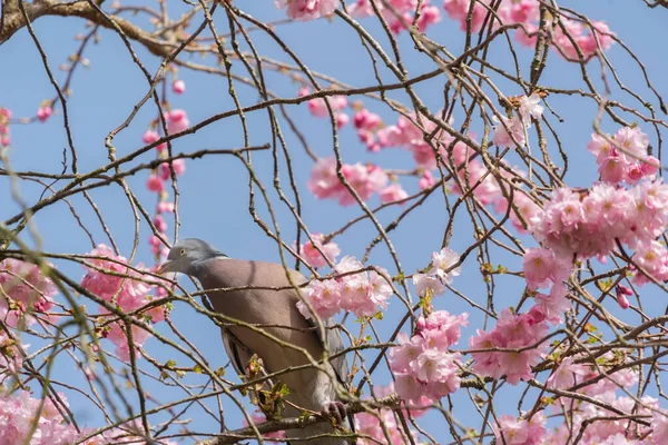 Slunečného Jarního Rána Lesní Holub Sedí Třešňovníku Klove Krásné Růžové — Stock fotografie