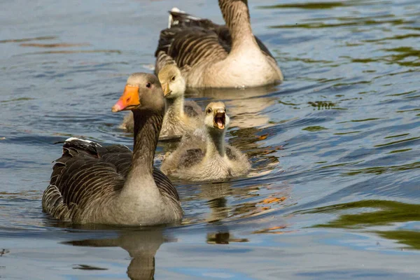 Fluffy Greylag Goslings Com Com Bico Bem Aberto Enquanto Nadava — Fotografia de Stock