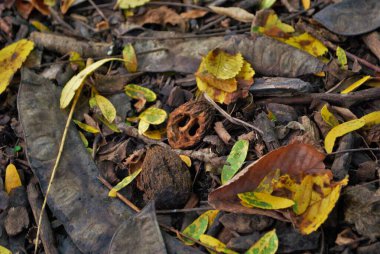 Sonbaharda yere düşen ölü laves dalları ve kırık ceviz parçalarının yukarıdan görünüşü