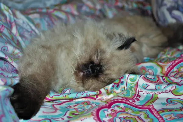 Dorminhoco Himalaia Gatinho Deitado Uma Cama — Fotografia de Stock