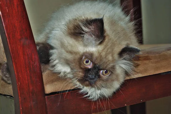 Itty Bitty Himalaia Gatinho Jogando Uma Cadeira — Fotografia de Stock