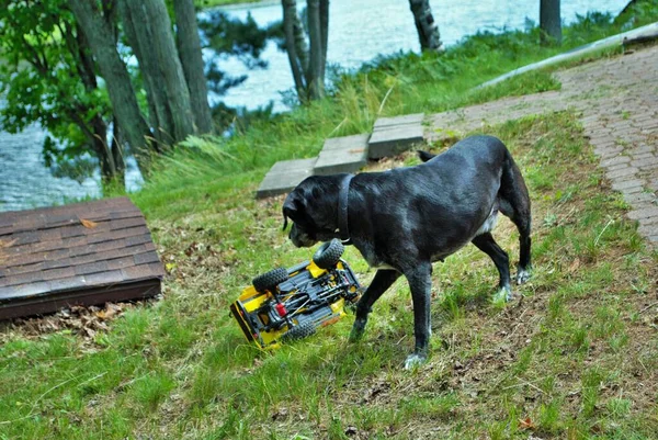 犬は遠隔操作車を攻撃し かむと遊ぶ — ストック写真