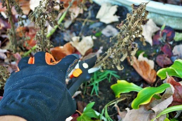 Handschoenenheesters Met Handsnoeischaar — Stockfoto