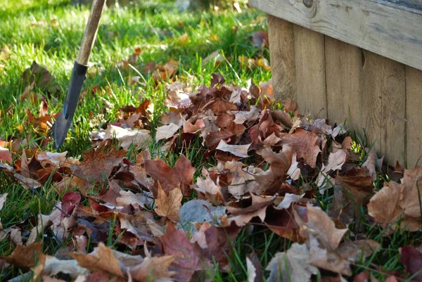 Högen Med Blad Och Rake Lutar Mot Ett Staket Falla — Stockfoto