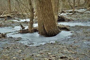 Buz kaplı bir ormanın kış manzarası. Ayrıntıları kapat.