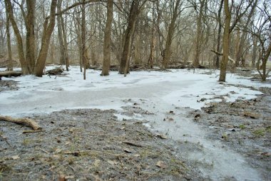 Buz kaplı bir ormanın kış manzarası. Ayrıntıları kapat.