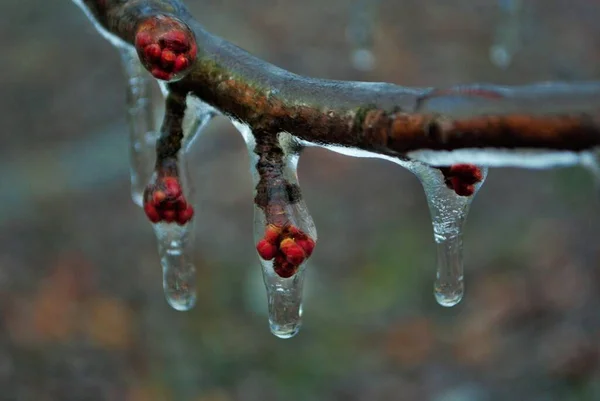 가지를 두꺼운 얼음으로 뒤덮인 — 스톡 사진