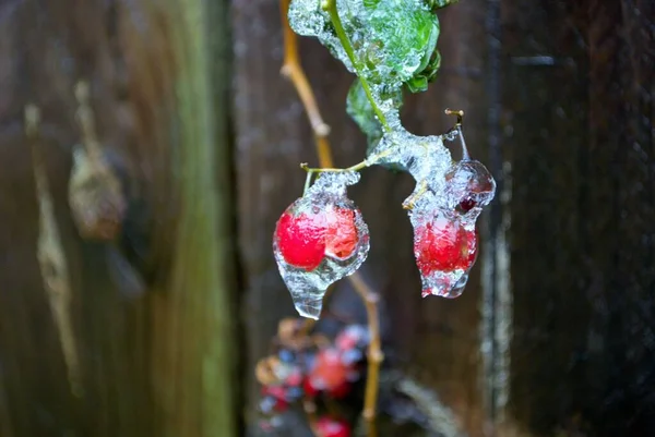 Winter Scene Thick Ice Covering Plant Berries — Stock Photo, Image