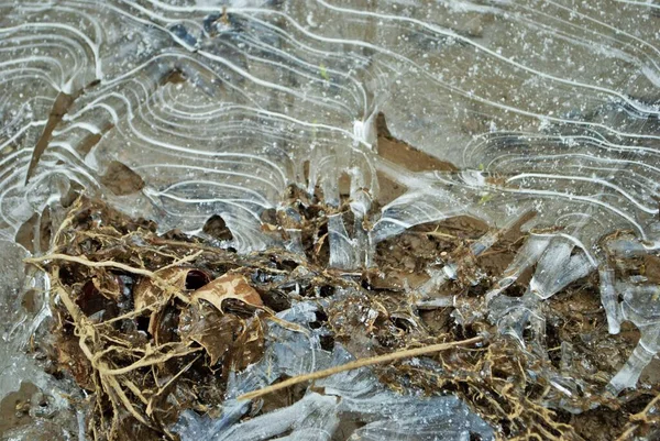 Escena Invierno Bosque Cubierto Hielo — Foto de Stock