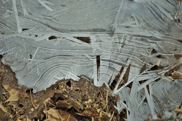 Winterszene Eines Eisbedeckten Waldes Nahaufnahme Detail — Stockfoto