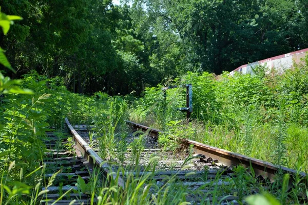 Mauvaises Herbes Plantes Poussant Sur Des Voies Ferrées Abandonnées Dans — Photo