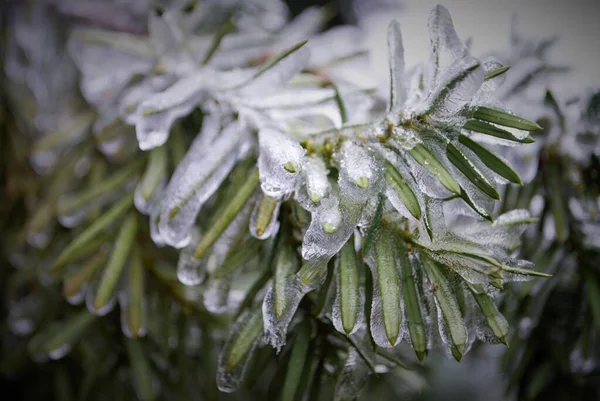 Winter Scene Thick Ice Covering Tree Branch — Stock Photo, Image