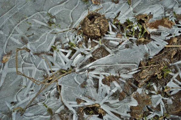 氷に覆われた森の冬の風景詳細を閉じる — ストック写真