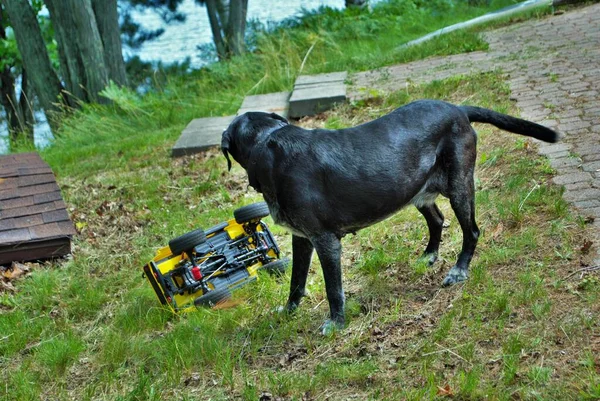 Dog playing with attacking and biting a remote control car
