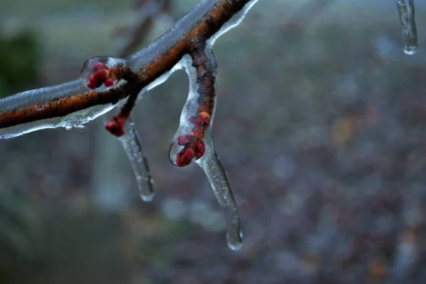 가지를 두꺼운 얼음으로 뒤덮인 — 스톡 사진