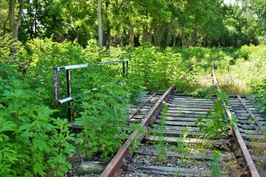 Terk edilmiş demiryolu rayları boyunca otlar ve bitkiler büyüyor.