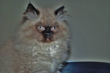 Minik Himalayalı kedi yavrusu, çöp kutusunun içinde öfkeyle uzaklara bakıyor.