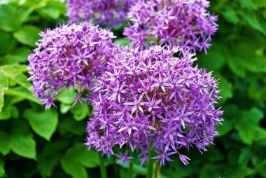 Mor Allison Lucy top çiçekleri seçici bir alanda. Yakın plan detaylar.