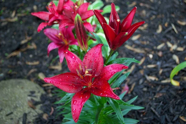 Red Lily Flower Blooming Early Season Spring — Stock Photo, Image