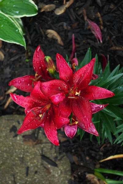 Lys Rouge Floraison Début Saison Printemps — Photo