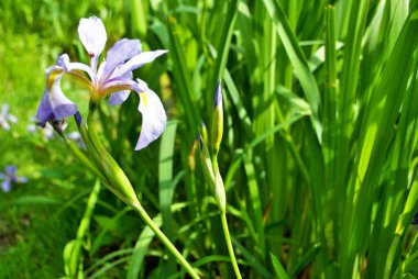 Mor ve sarı süsen çiçeğinde uğur böceği ve çiçek bahçemde tomurcuk
