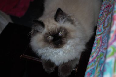 Minik Himalayalı kedi yavrusu gergin bir şekilde uzaklara bakıyor.