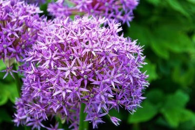 Mor Allison Lucy top çiçekleri seçici bir alanda. Yakın plan detaylar.