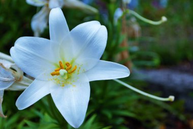 Bahar mevsiminin başlarında açan beyaz zambak çiçeği