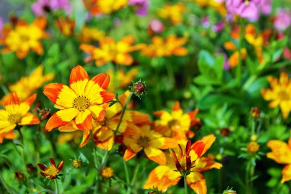 Fuego Ardiente Bidens Floreciendo Jardín Amarillo Naranja Flor Pedaleada Puntiaguda Imagen de archivo
