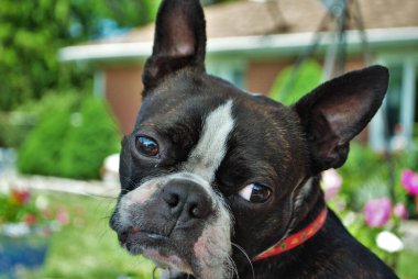 Siyah ve beyaz Boston Terroir komik suratlar yapıyor