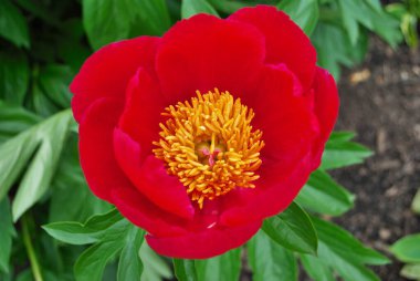 İlkbaharda açan kırmızı şakayığa yakın.