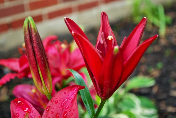 Красный Цветок Лилии Цветет Начале Сезона Весной — стоковое фото