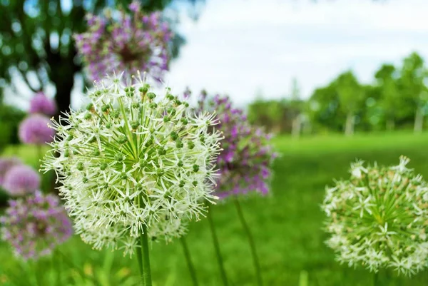 Λευκά Λουλούδια Μπάλα Allium Lucy Ένα Πεδίο Επιλεκτική Εστίαση Κοντινό — Φωτογραφία Αρχείου