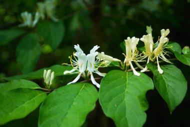 Kapatın hanımeli çalılığına açan bahar çiçeklerine