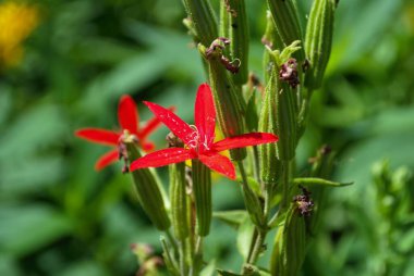 Küçük noktalı leopar zambağı çiçeği baharda büyüyor.