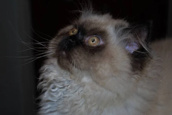 Itty Bitty Himalayan Kitten Looking Nervously Distance — Stock Photo, Image