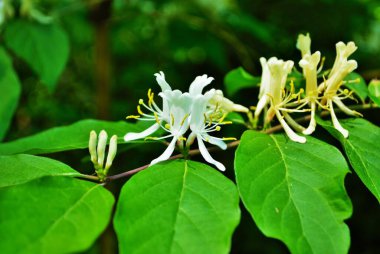 Kapatın hanımeli çalılığına açan bahar çiçeklerine
