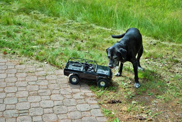 犬は遠隔操作車を攻撃し かむと遊ぶ — ストック写真