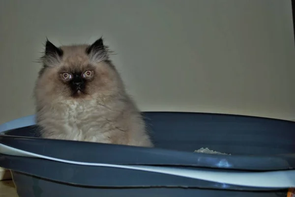 Itty Bitty Himalayan Kitten Looking Angrily Distance While Litterbox — Stock Photo, Image