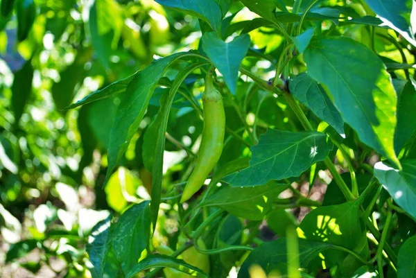 Bananenpeper Groeit Tuin Klaar Geplukt Worden — Stockfoto