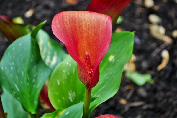 Gros Plan Lis Calla Printemps — Photo