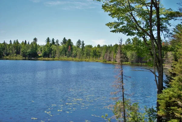 Michigan Gölü 'nün yukarısındaki güzel bir orman adasının manzarası.