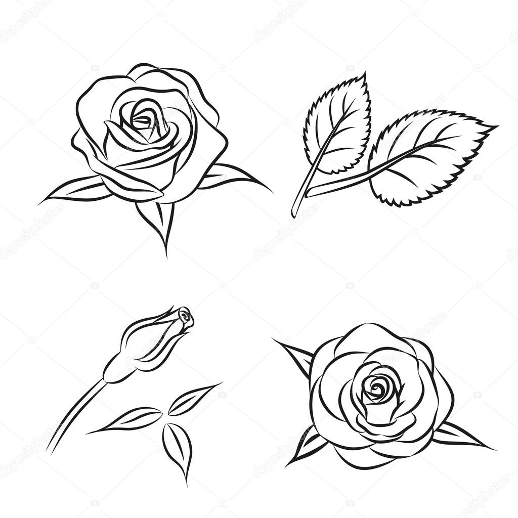 Beautiful flower contour rose set with leaf, Vector monochrome roses illustration, isolated on white