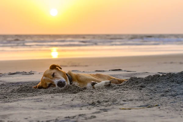 Fauler Hund entspannt sich und schläft am Sandstrand — Stockfoto