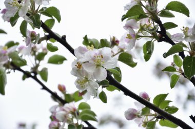 elma ağacı çiçekleri
