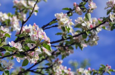 İlk Bahar filizi yaprak