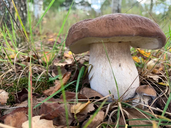 Большой белый гриб - boletus - с маленьким в лесу Лицензионные Стоковые Фото
