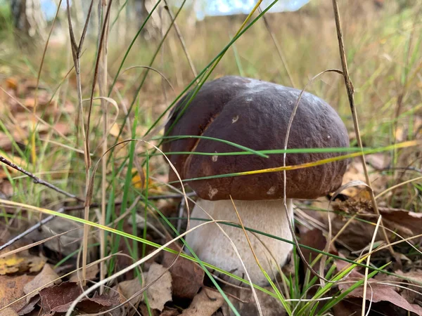 Белый гриб или болитус - с коричневой шапкой в лесу Стоковая Картинка