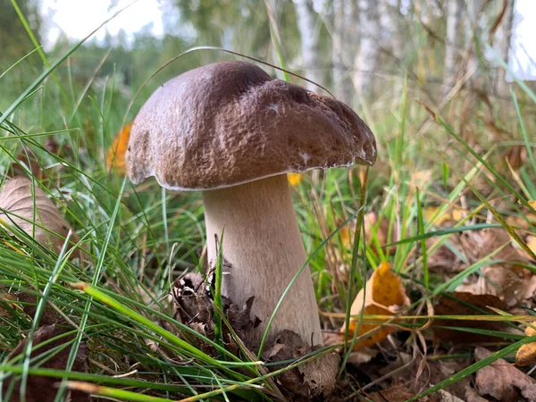 Cep, hongo blanco o boletus - con tapa marrón uno en el bosque — Foto de Stock