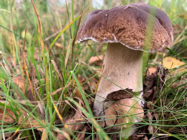 Белый гриб или болитус - с коричневой шапкой в лесу Лицензионные Стоковые Изображения